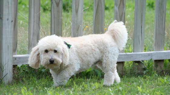 Have A Dog Who Wets Her Bed? Your Vet Can Help - Have A Dog Who Wets Her Bed? Your Vet Can Help